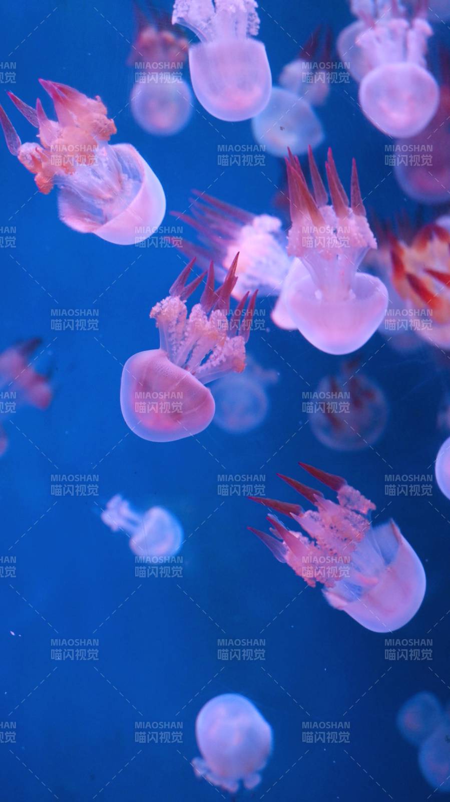 梦幻水母舞图片