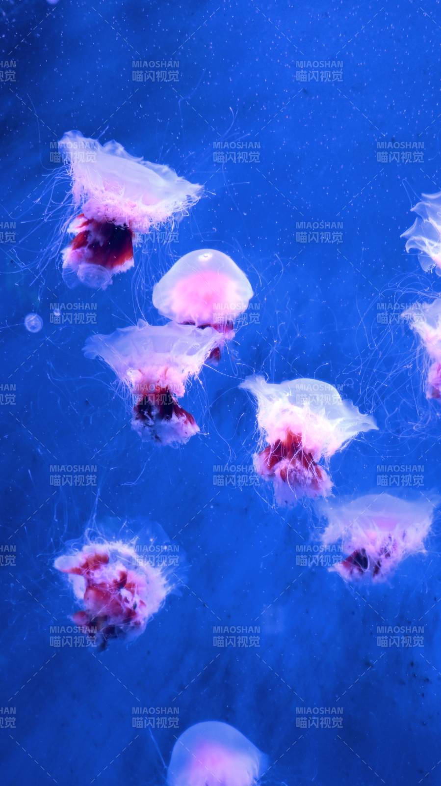 梦幻水母游弋深蓝图片