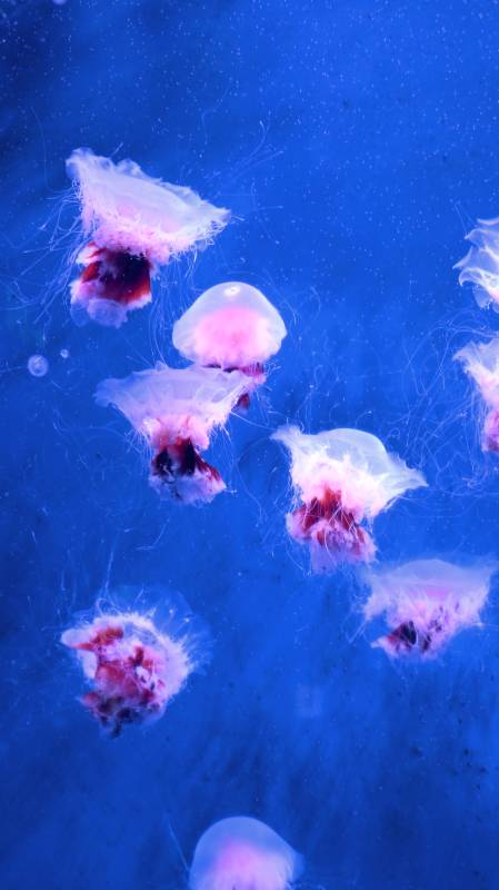 梦幻水母游弋深蓝图片