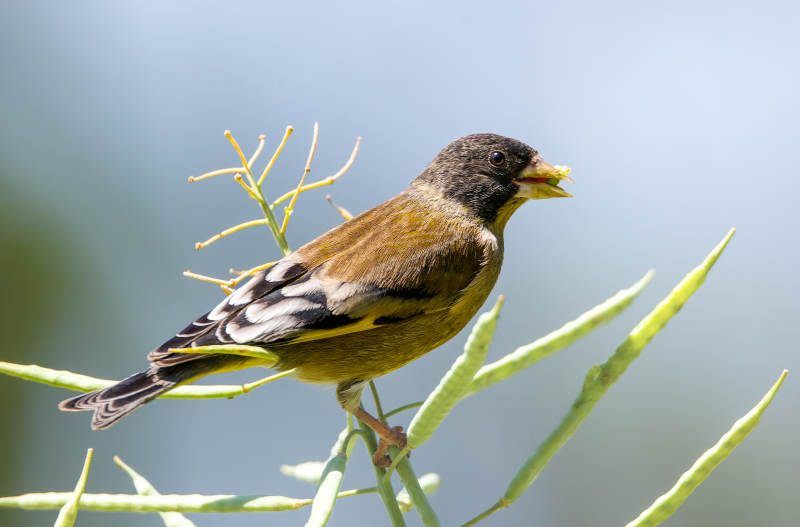 金翅雀栖枝头图片