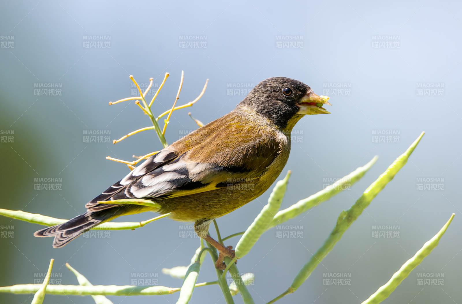 金翅雀栖枝头图片