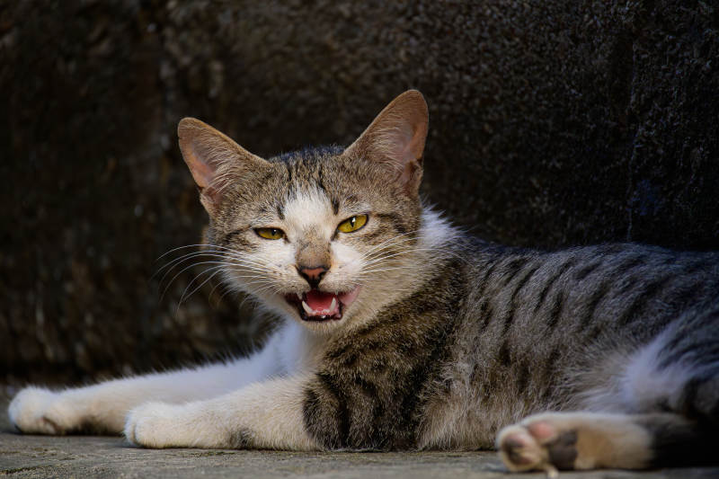 猫咪张嘴打哈欠图片