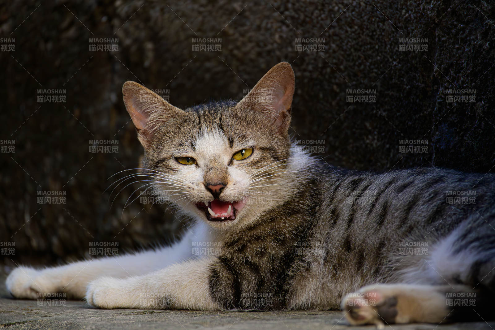 猫咪张嘴打哈欠图片