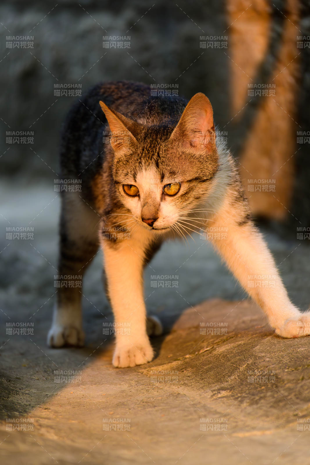 猫步轻盈 目光炯炯图片