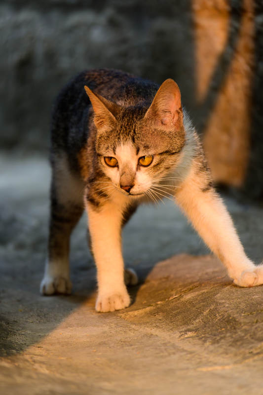 猫步轻盈 目光炯炯图片