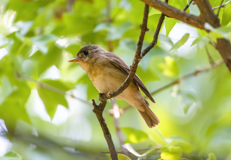 小鸟栖息枝头图片