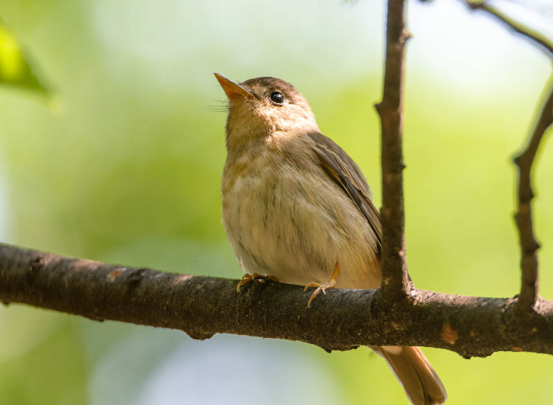 小鸟栖枝头图片