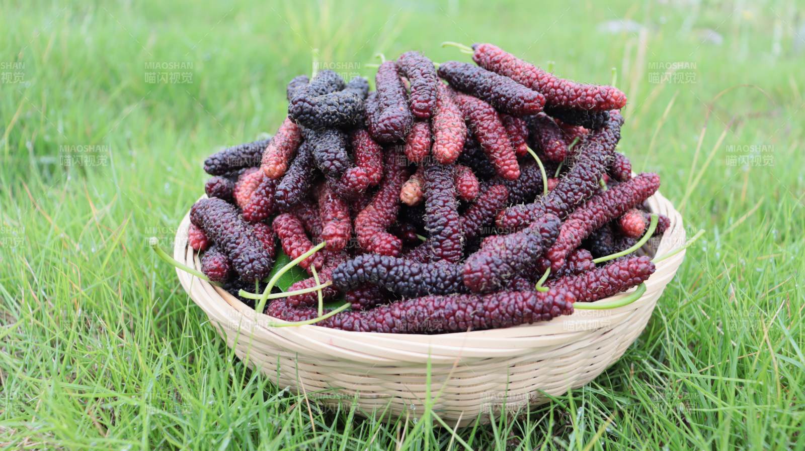 桑葚满篮绿草间图片