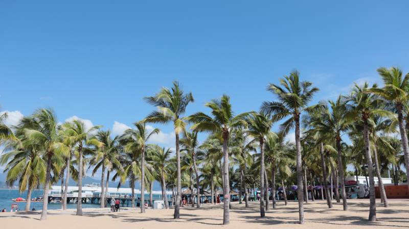 椰林沙滩美景图片