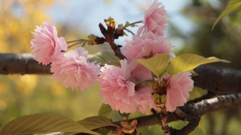 樱花绽放枝头图片