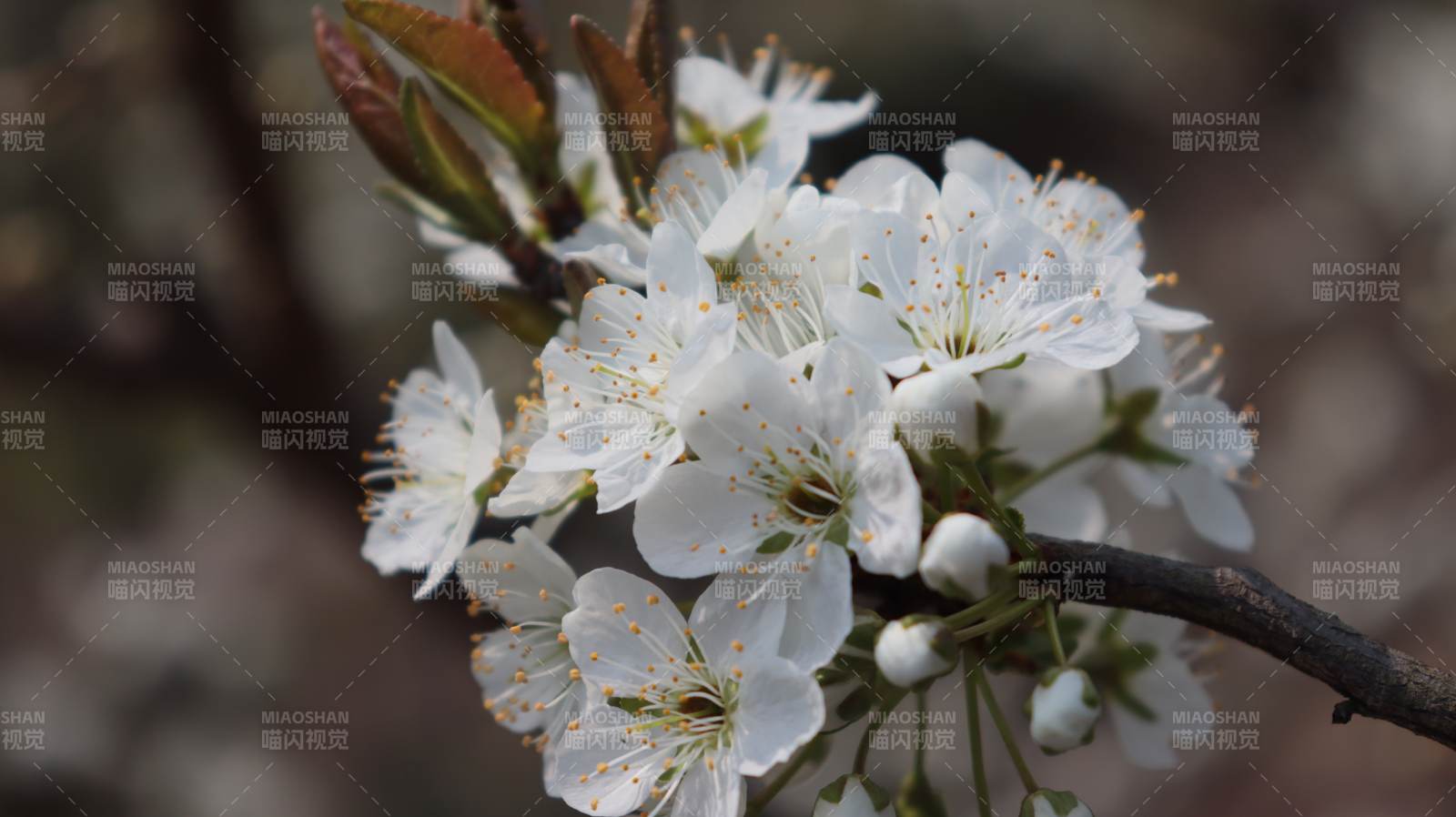 樱花绽放枝头图片