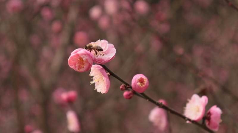 樱花绽放 蜂舞花间图片