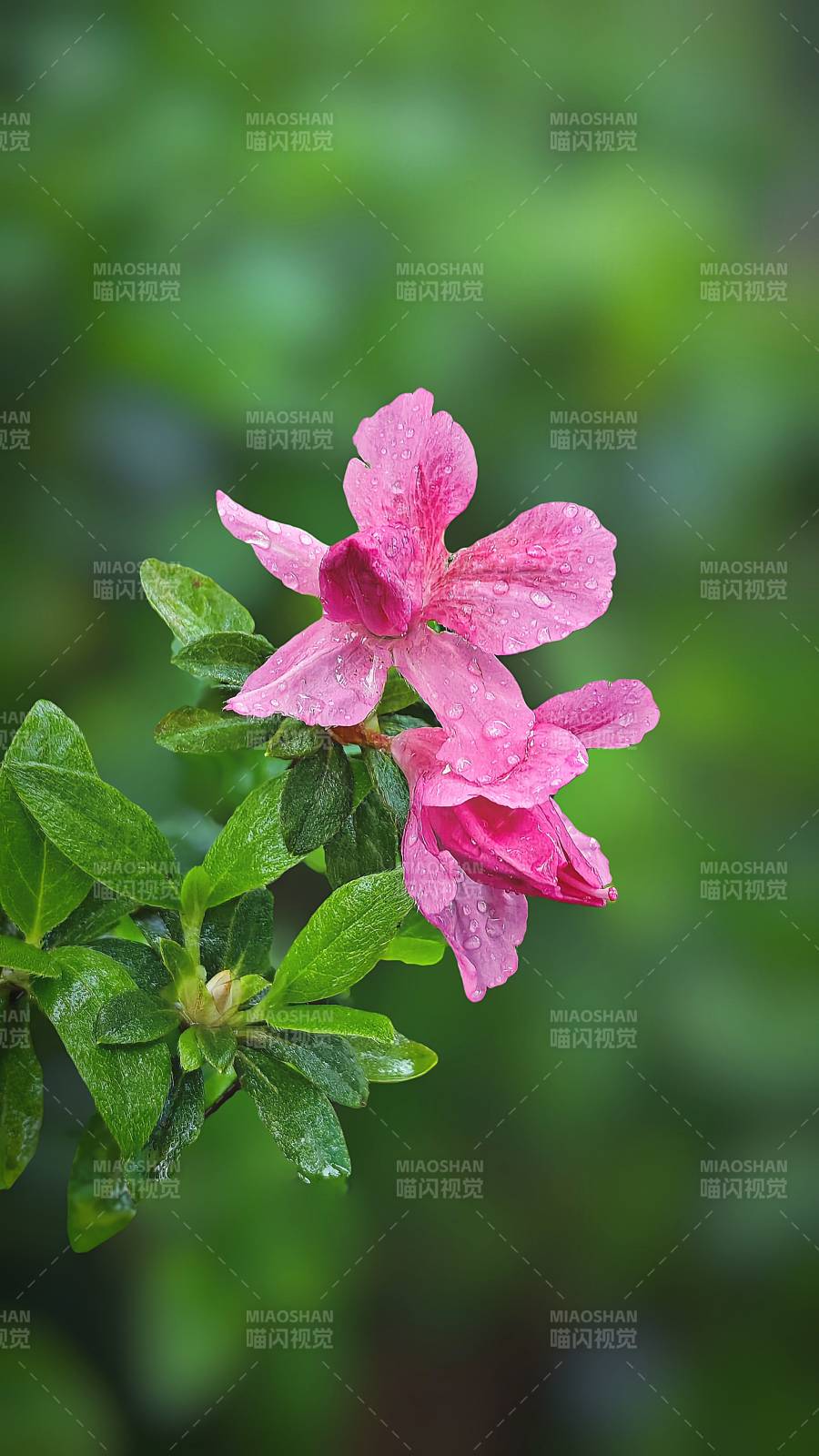 雨后杜鹃花图片