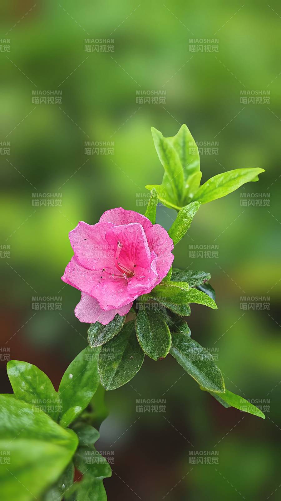 粉花绿叶相映成趣图片