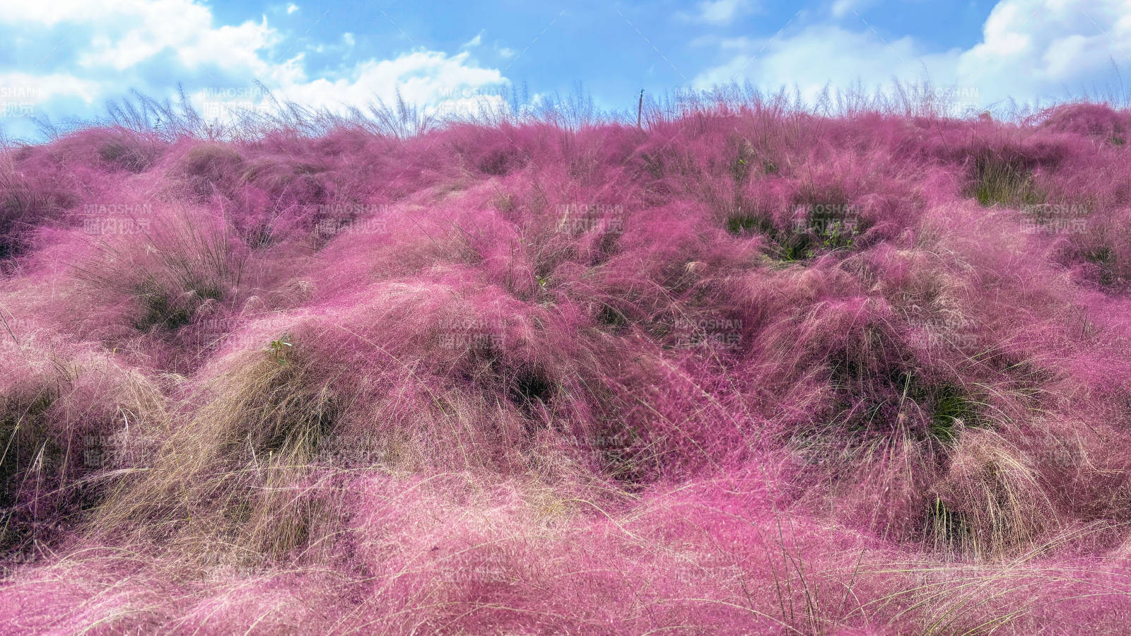 粉黛乱子草花海图片