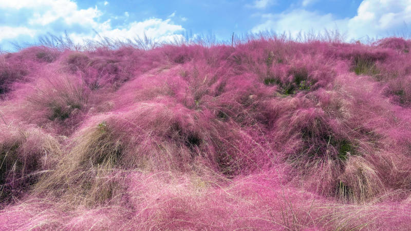 粉黛乱子草花海图片
