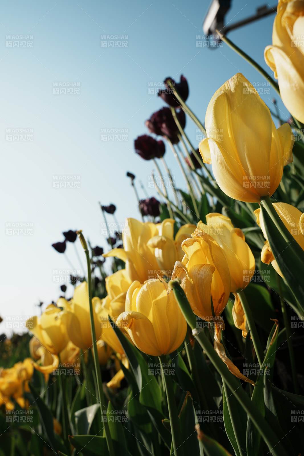 黄郁金香绽放图片