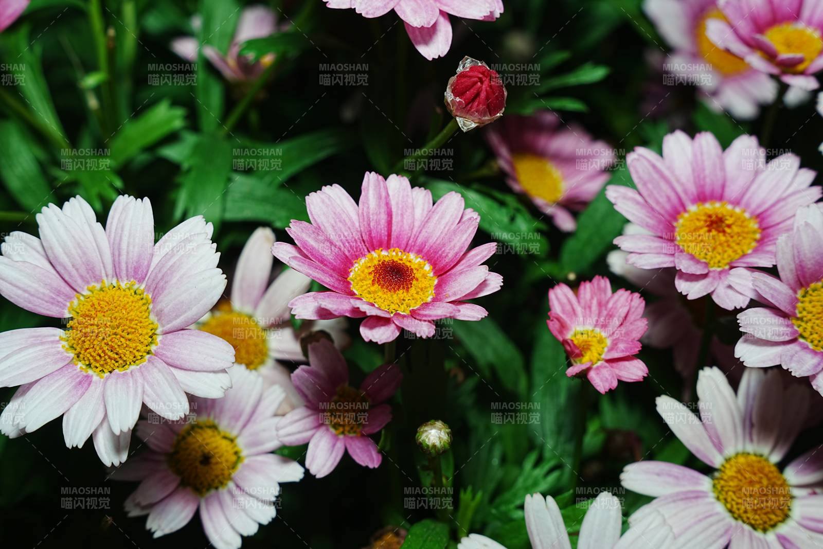 粉白雏菊绽放图片