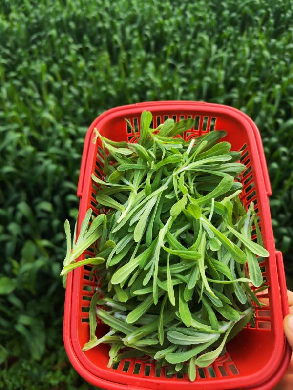 新鲜采摘的野菜图片