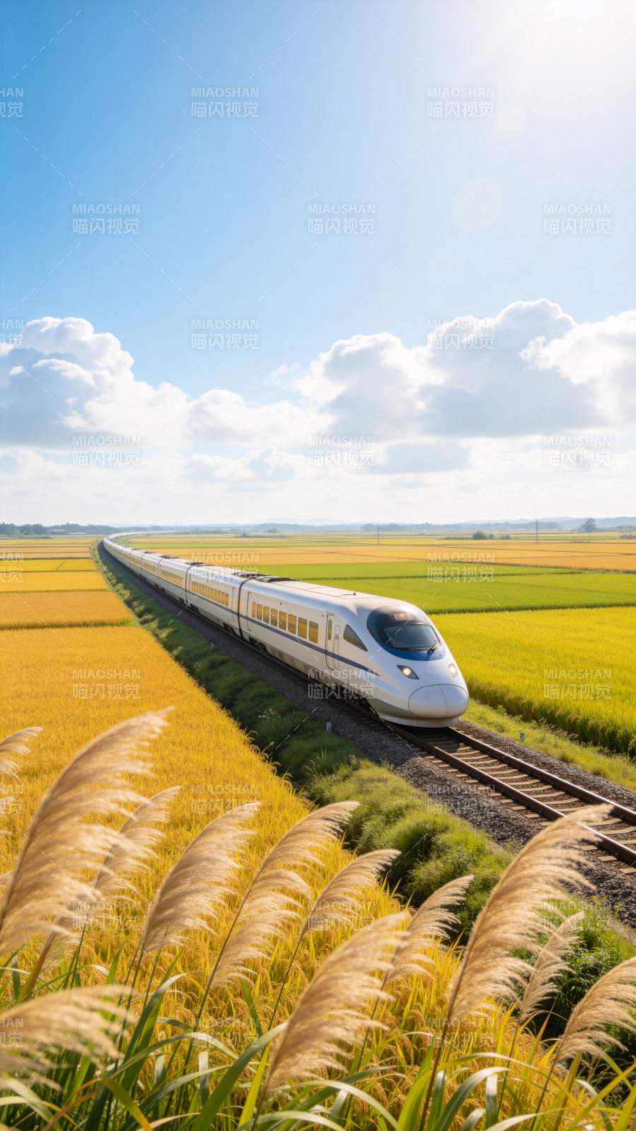 高铁穿行稻田间图片
