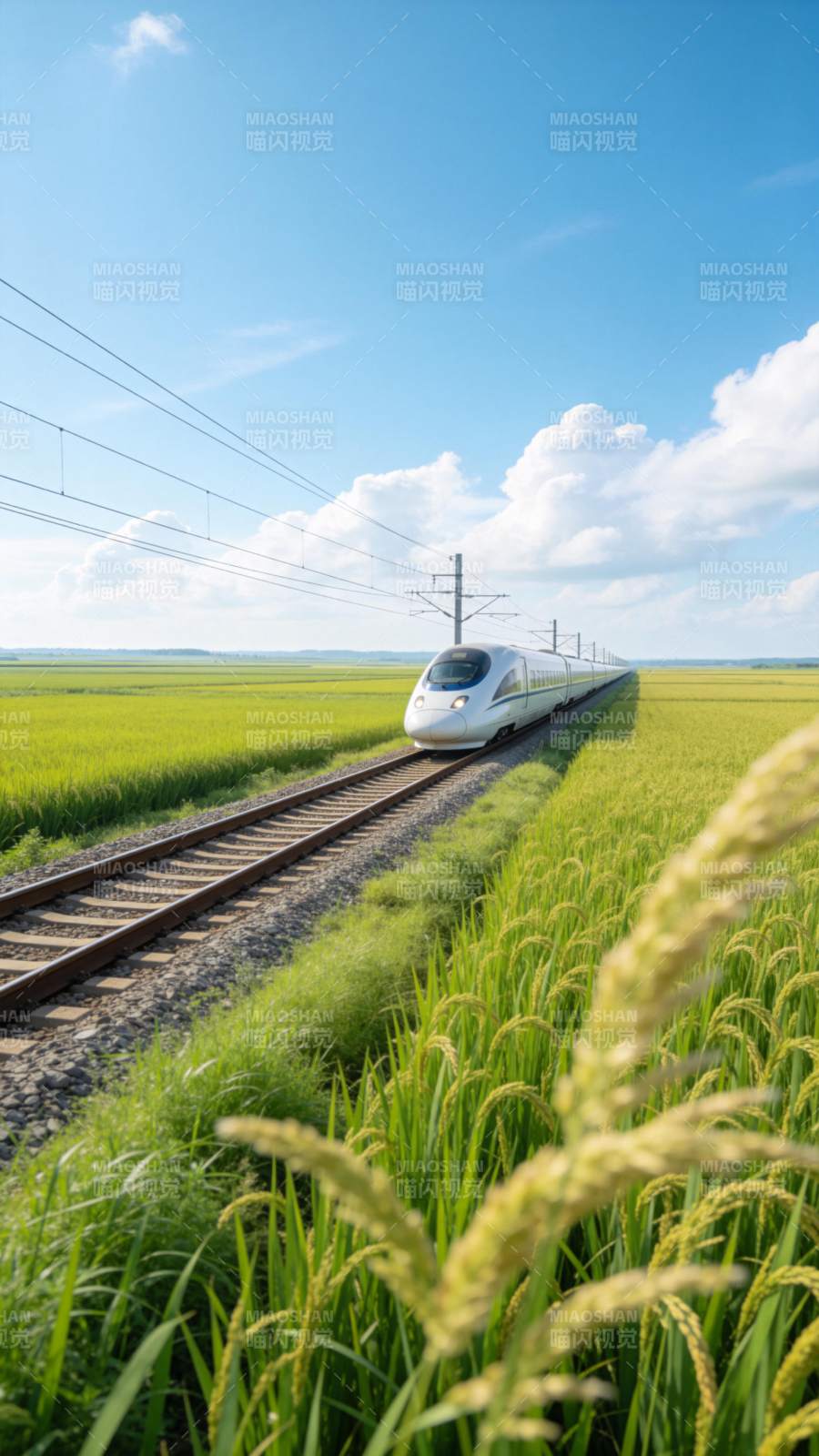 高铁穿行稻田间图片