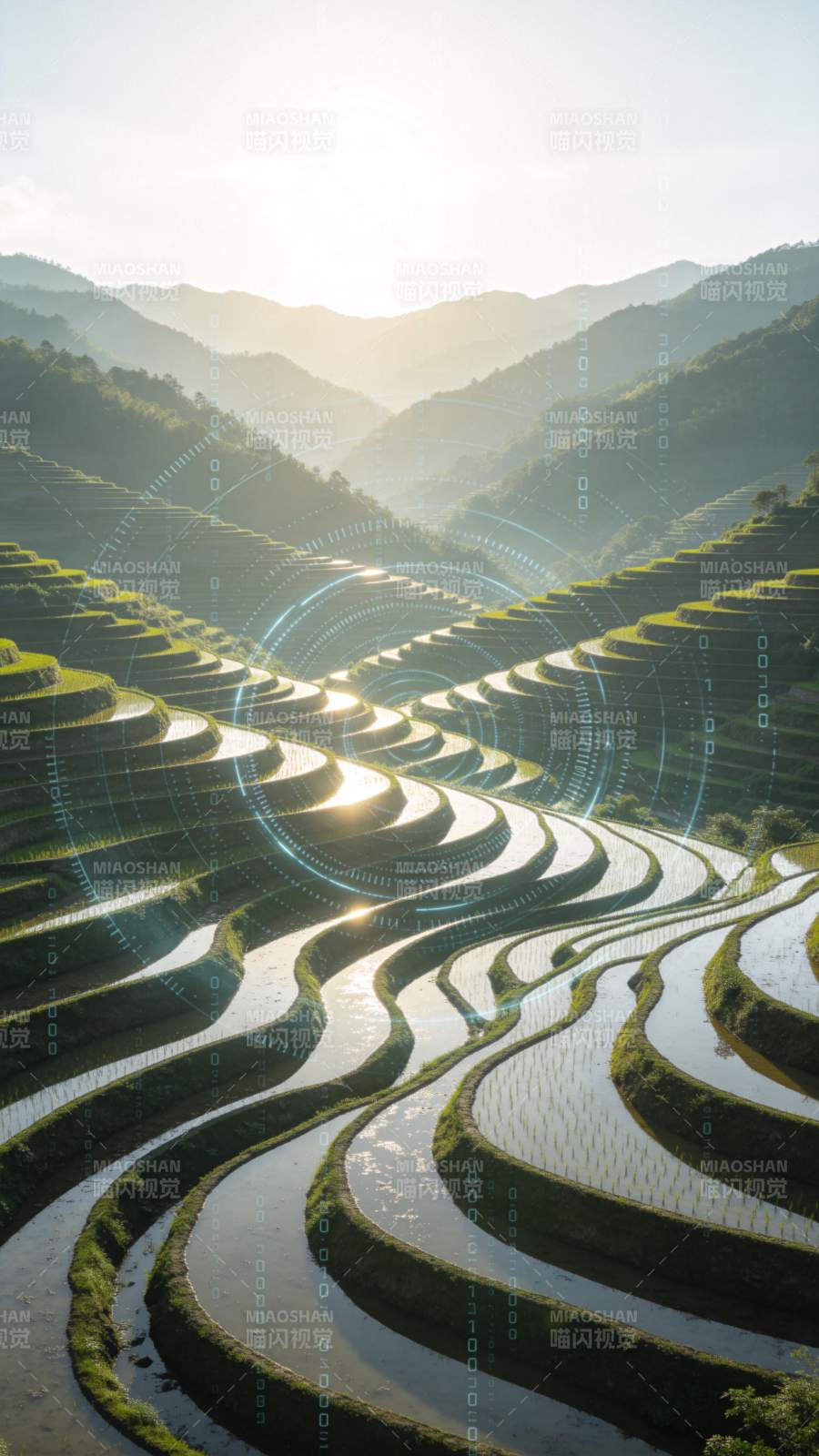 梯田晨光图片