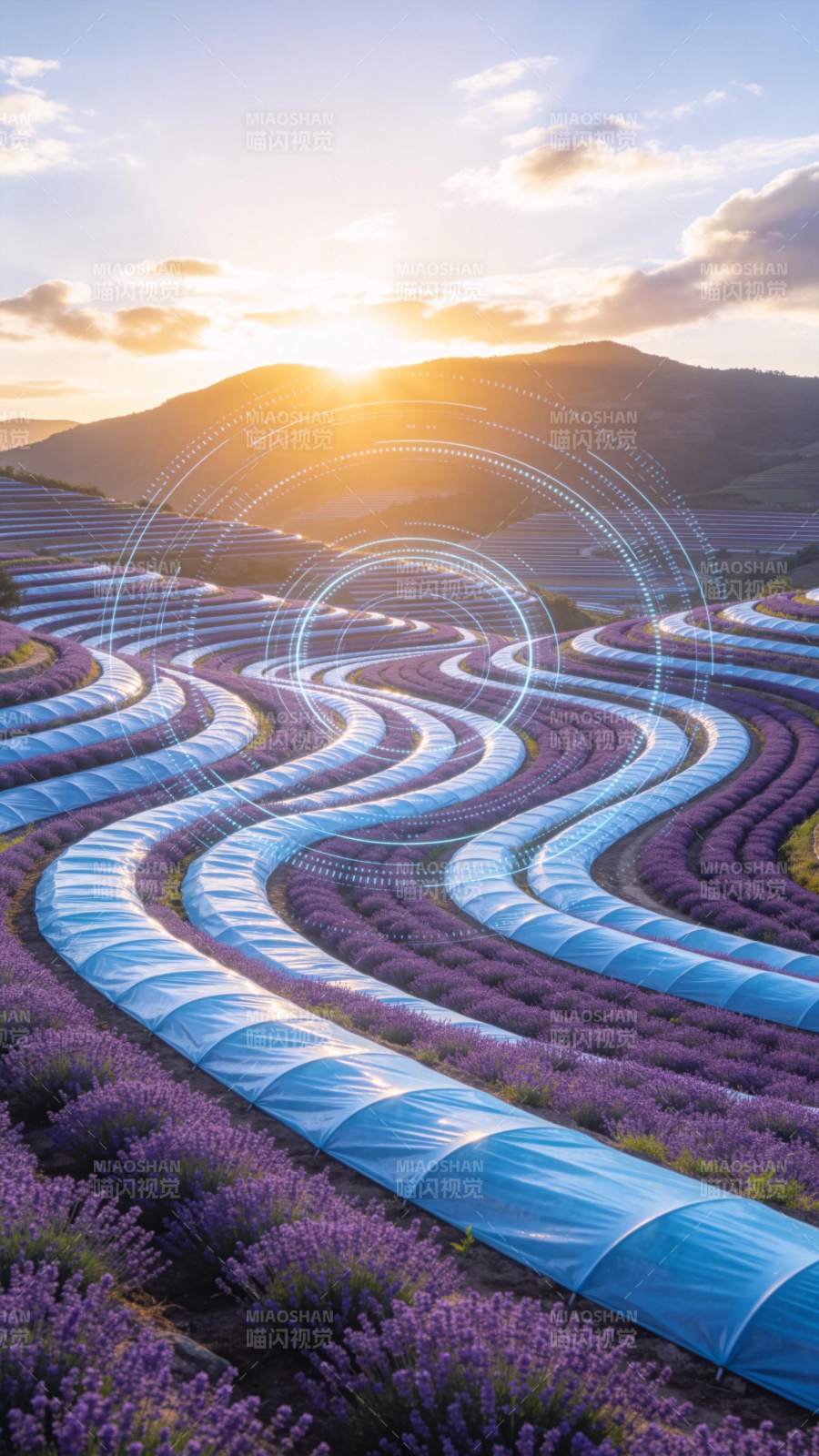 薰衣草田日落图片