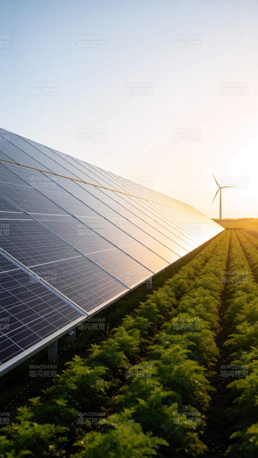 光伏农业共生景象图片