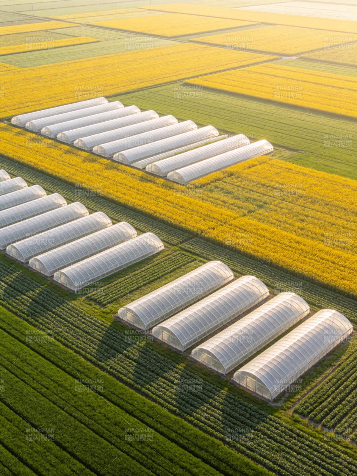 农田中整齐排列的塑料大棚与彩色作物带图片
