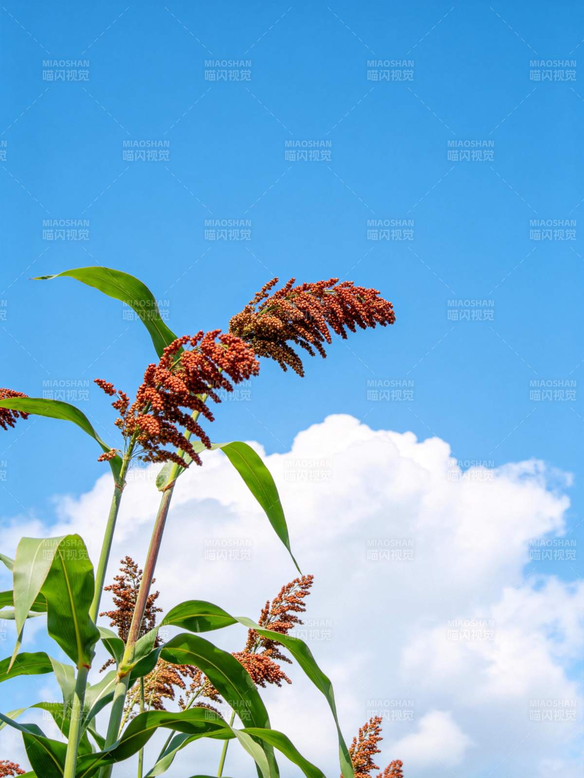 高粱穗迎风摇曳图片