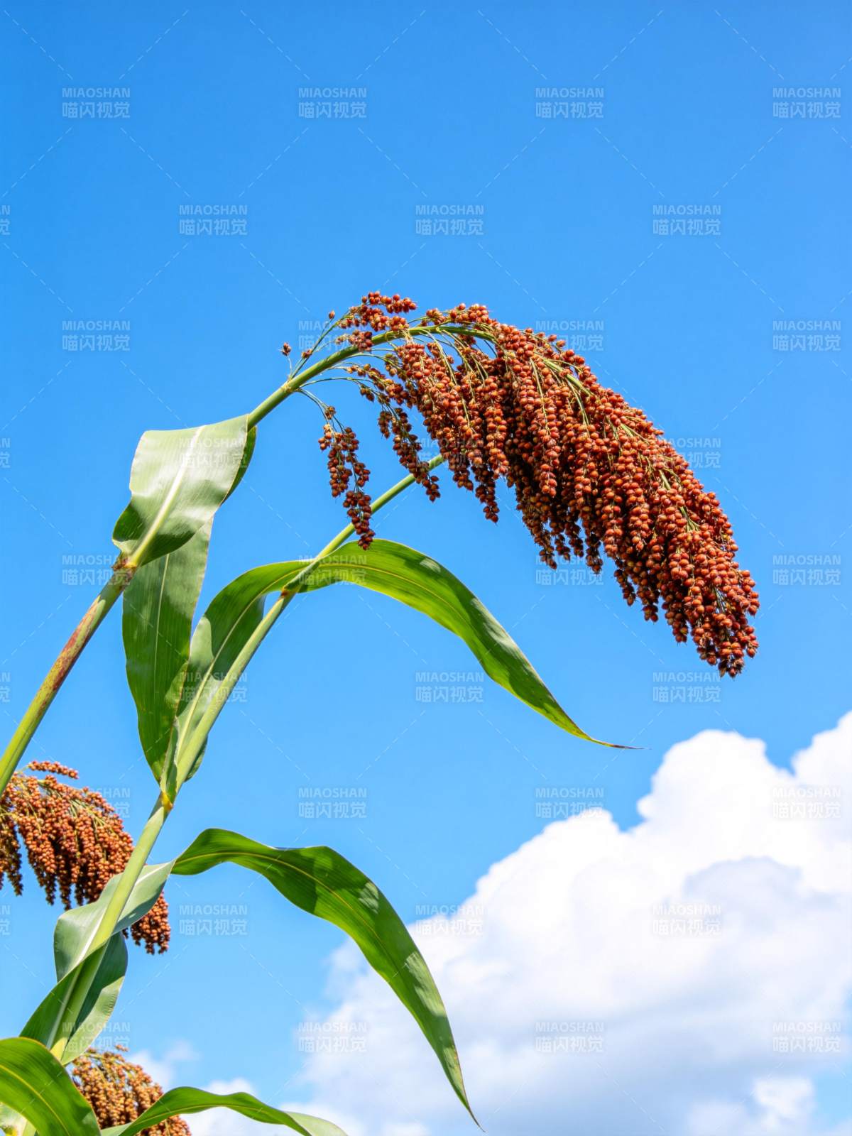 高粱穗迎风摇曳图片