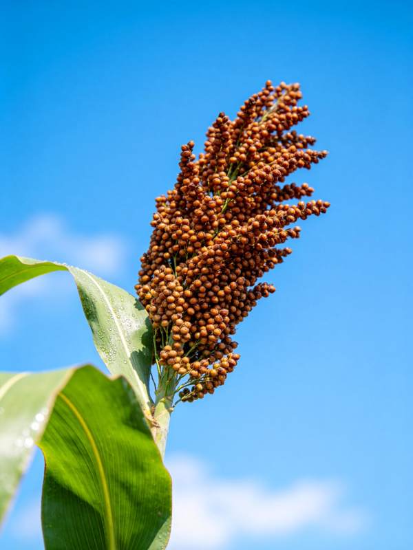 高粱穗在蓝天下的特写镜头图片