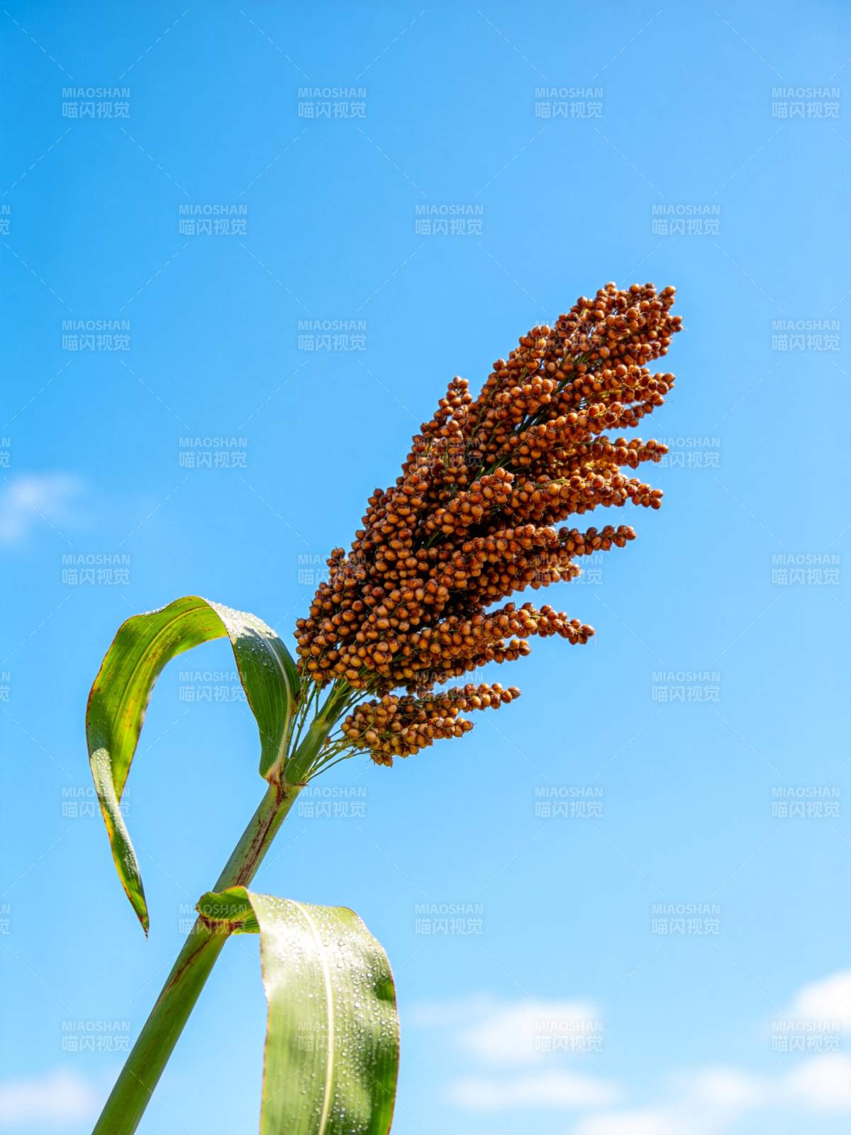 高粱穗迎风摇曳图片