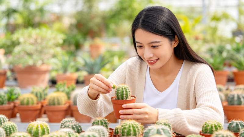 女子照料仙人掌图片