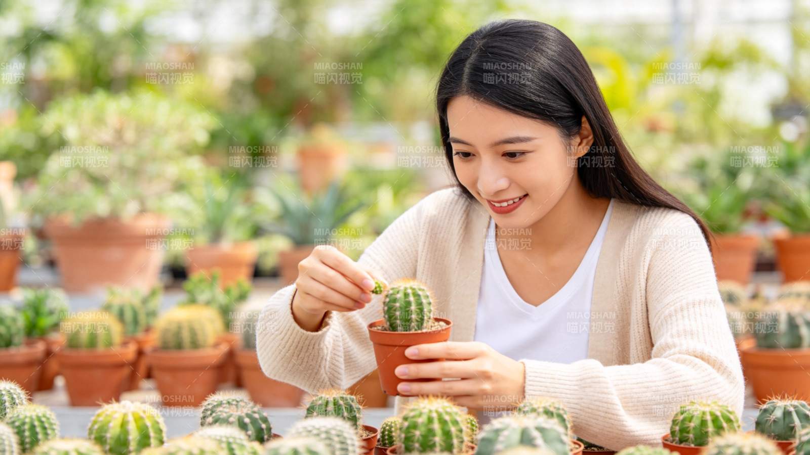 女子照料仙人掌图片