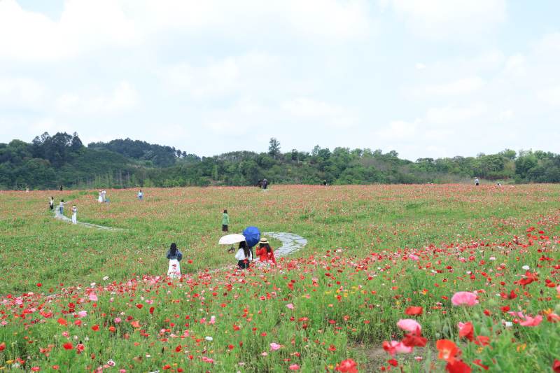 花海游人赏景图片