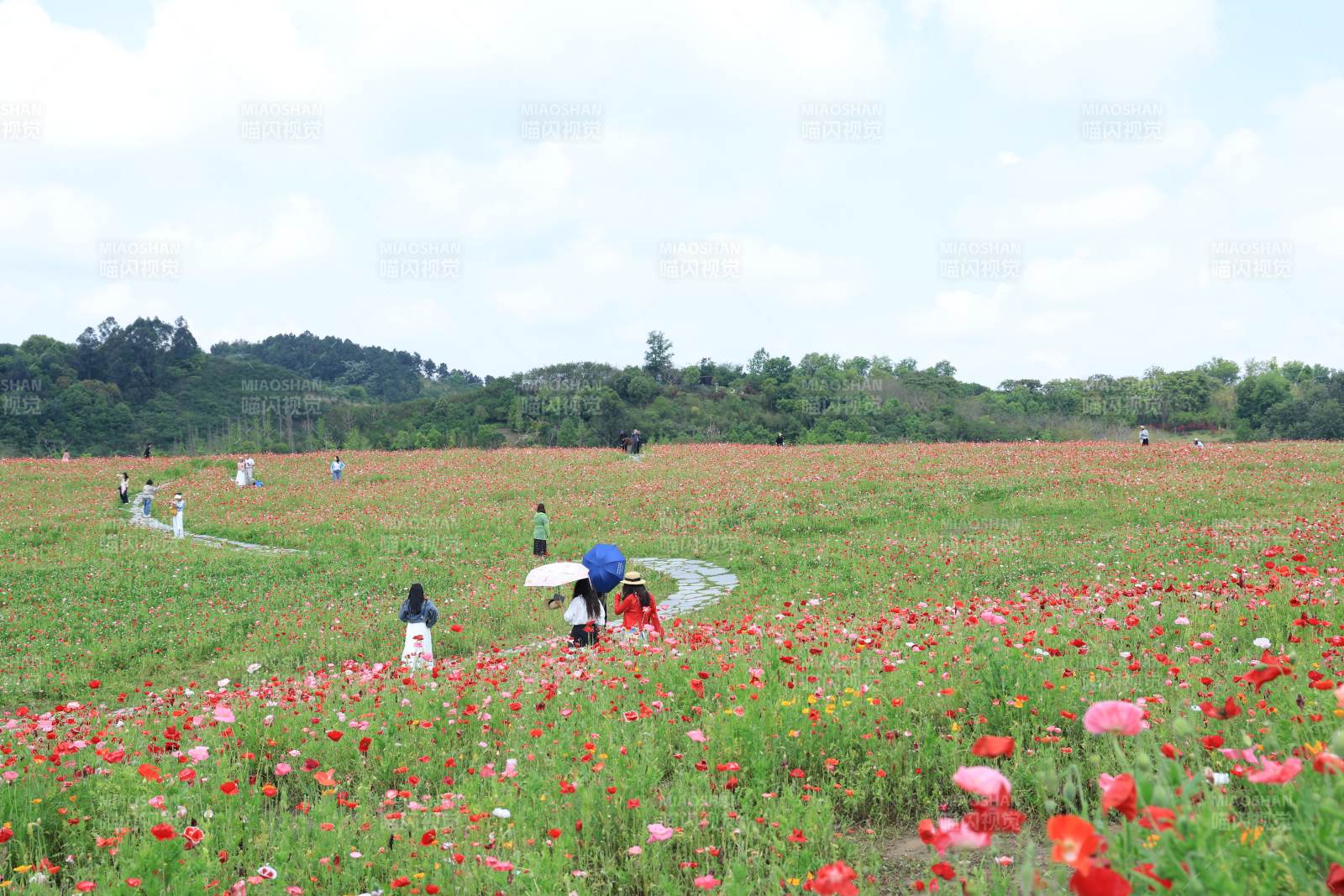 花海游人赏景图片