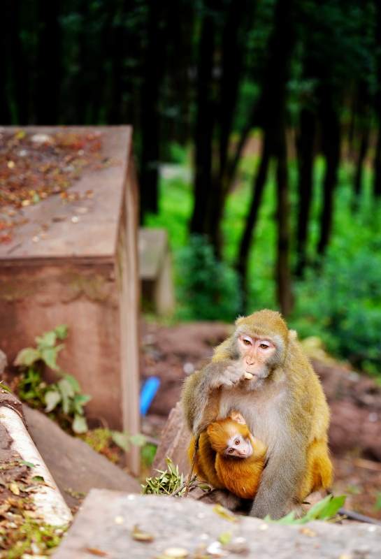 母猴抱婴 林间温馨图片