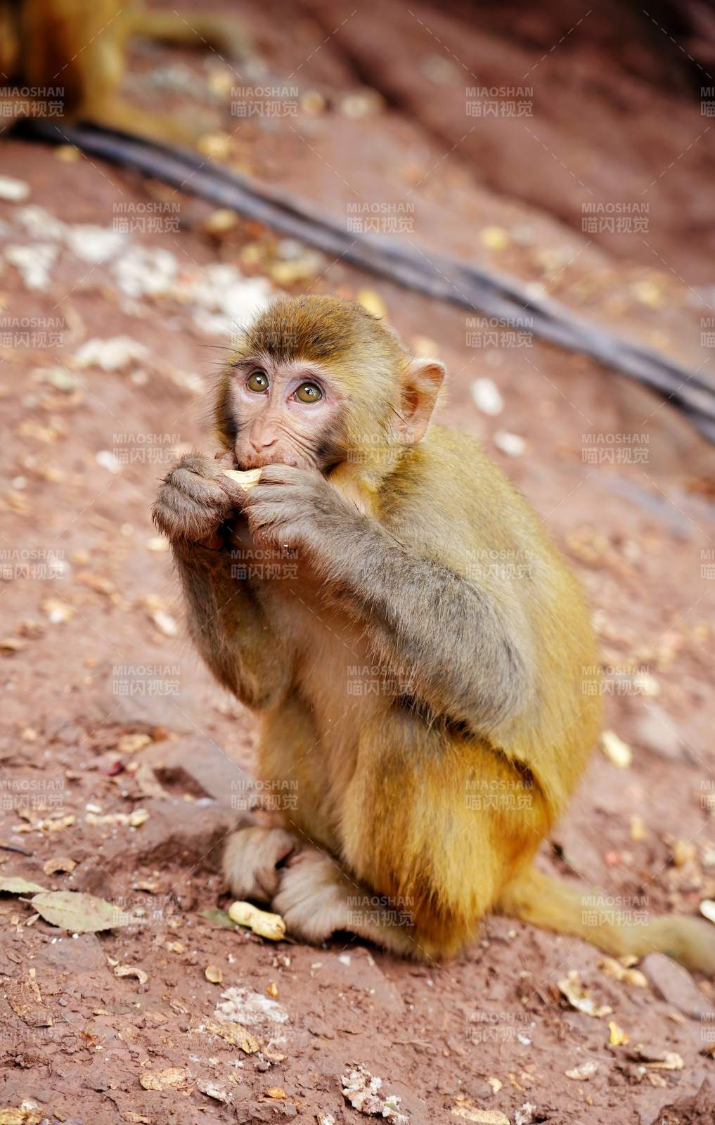 小猴啃食坚果图片