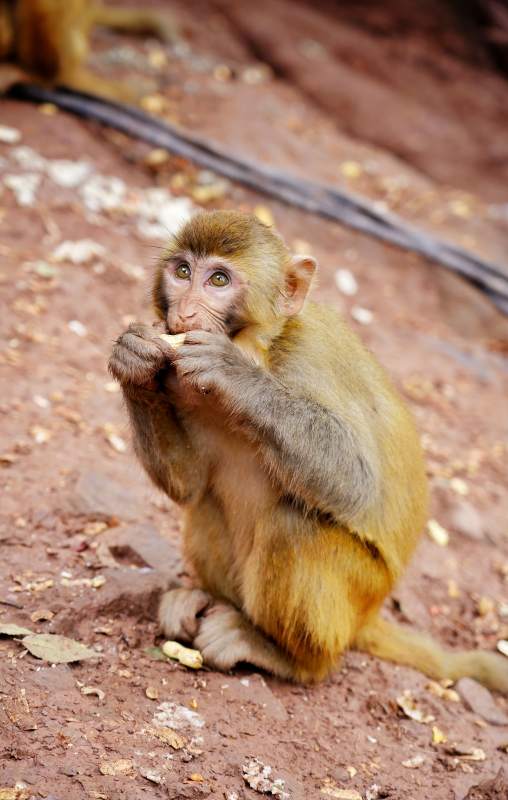 小猴啃食坚果图片
