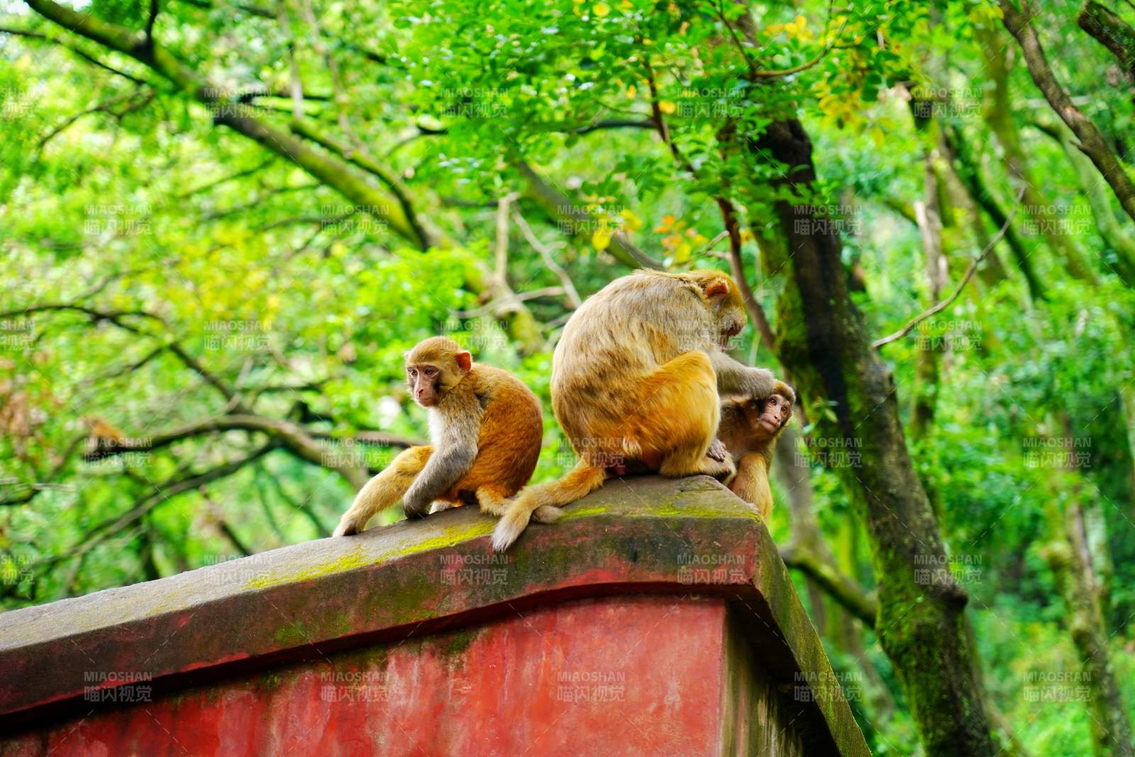 猴子屋顶嬉戏图片