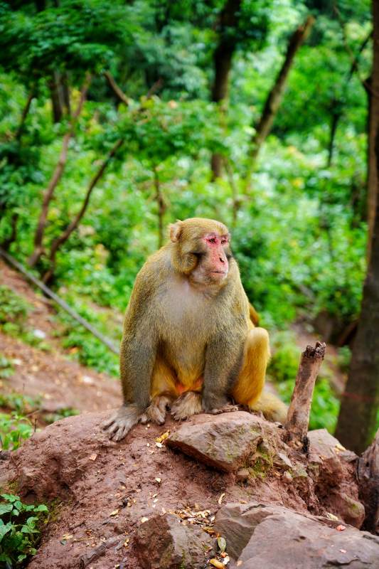 山林中的猴子静坐图片