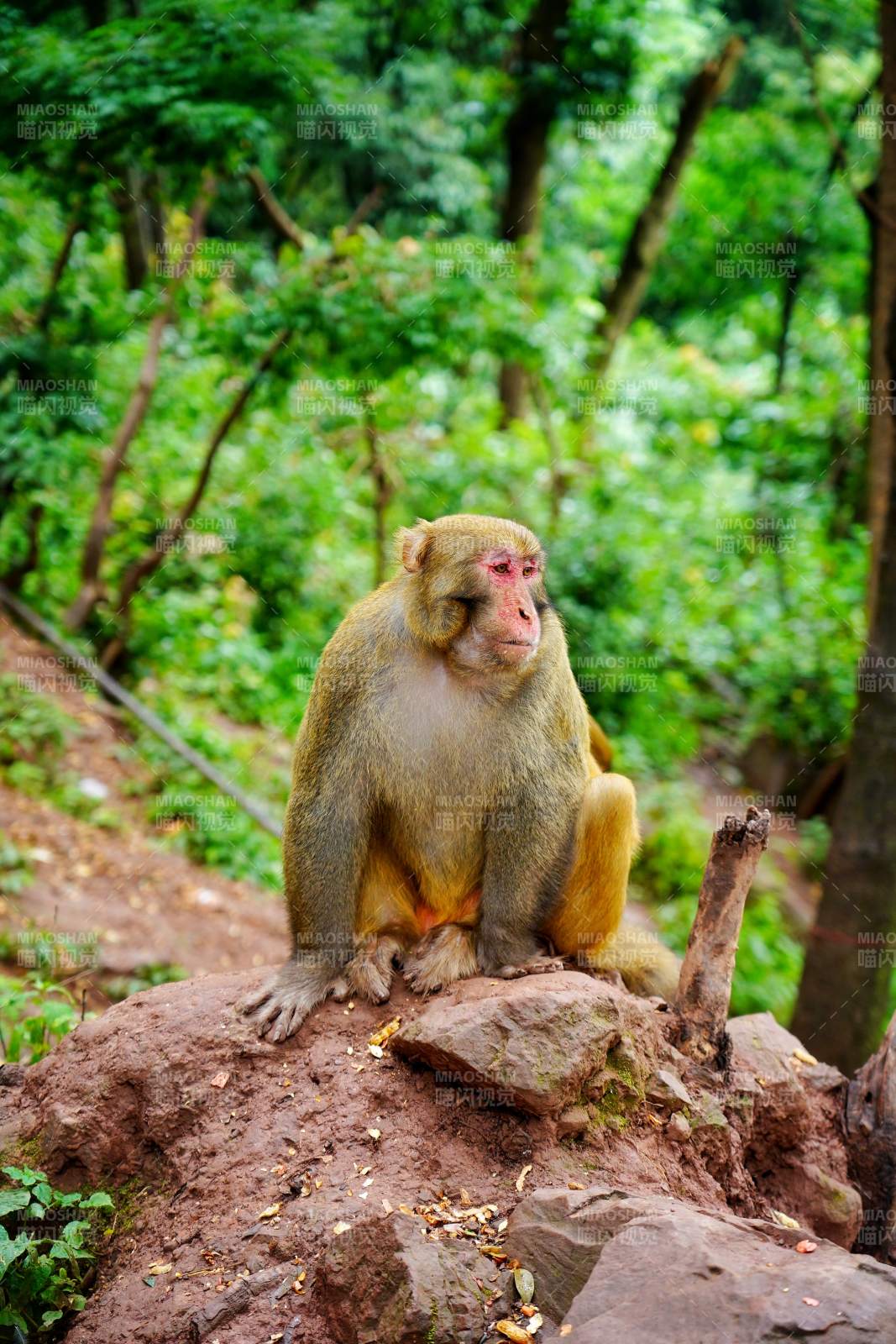 山林中的猴子静坐图片