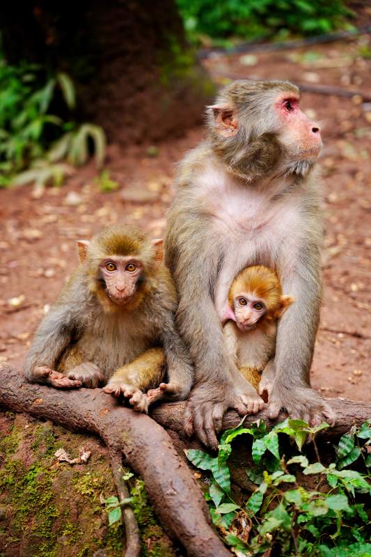 猴妈妈与双胞胎图片