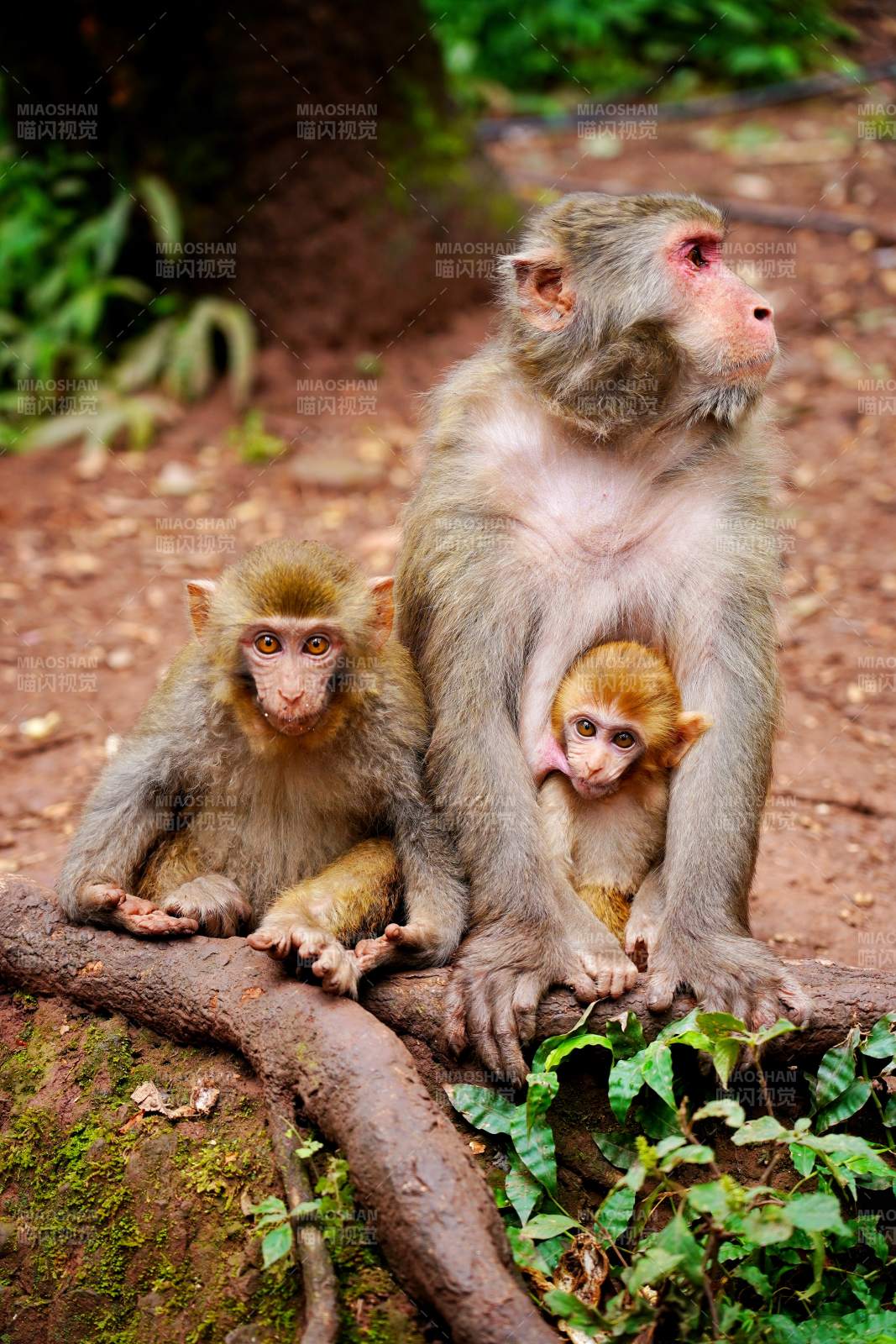猴妈妈与双胞胎图片