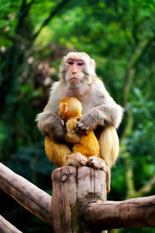 母猴怀抱幼崽图片