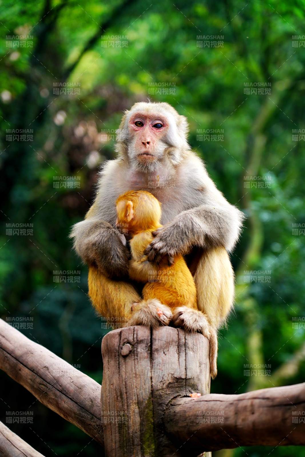 母猴怀抱幼崽图片