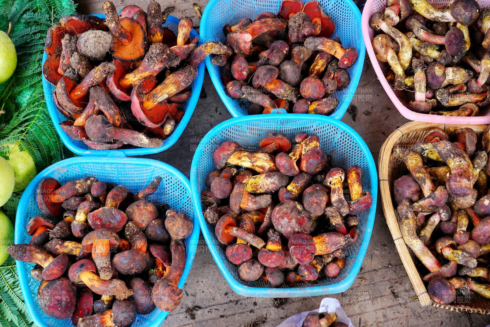 新鲜采摘的野生菌图片