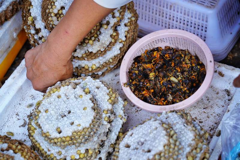 蜂巢与蜂蛹展示图片