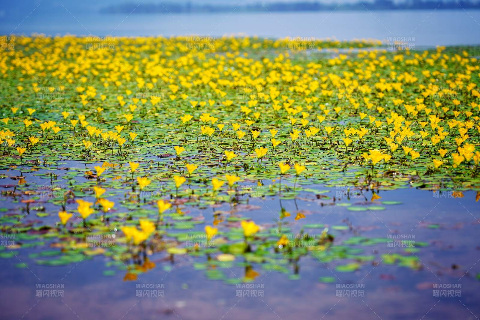湖面黄花盛开图片